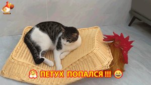 Спасение побежденного Петуха Смелый Кот отказался отдавать свои трофеи  ❣️🤗😂