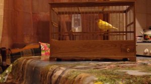 Лимонный кенар овсяночного напева