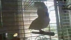 Попугай металлист.flv
