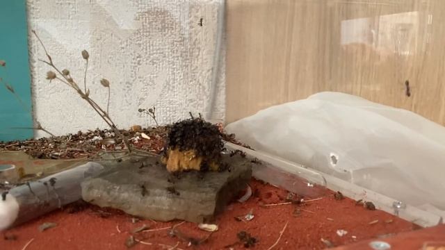 Что будет, если неделю не кормить муравьёв? Iridomyrmex purpureus пьют сироп \\ Димон и пумба смотреть онлайн