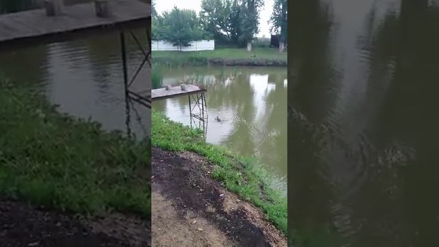 Живая природа 2 смотреть онлайн