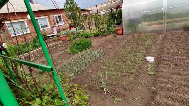 У сестры // внучата живут в теплице 😋// цыплята с хохолками и штанами выводит сама // смотреть онлайн