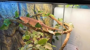 Осторожная походка хамелеона