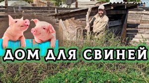 Построил свиньям летний дом – дёшево, сердито и доступно!  деревенский человек всегда при деле!