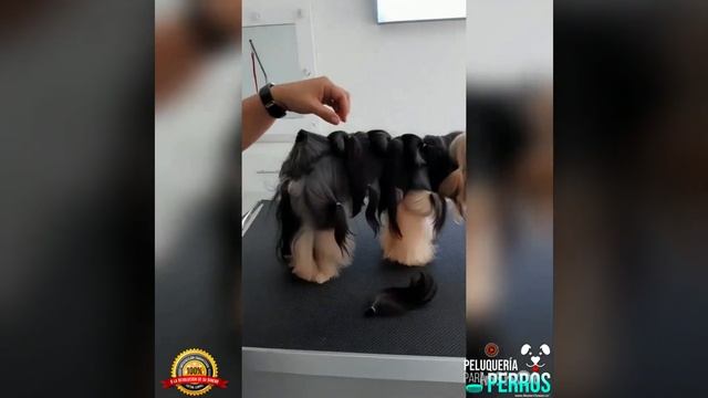 Aprende Peluquería para Perros