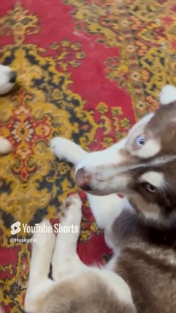 ЦЕЛЫЙ ДОМ ХАСКИ