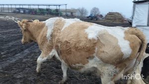 Ждём очередной отель. Кто первый Вишня или Черника?