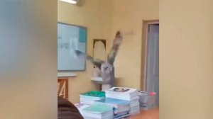 Сова залетела в школьный класс в поисках еды в Красноярске