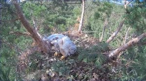 Солнечный орёл в Ульяновске — Утренний туалет   03 07 2021