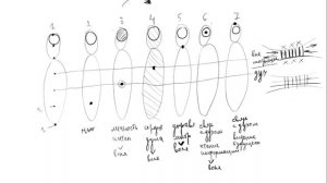 7 чакр 7 тонких тел человека