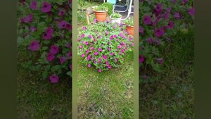 Пандора Парпл и Изи Вейв Сильвер! Обзор взрослых растений!