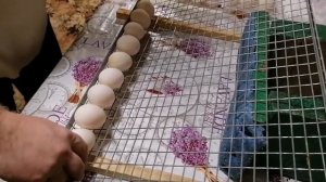 ЗАКЛАДКА УТИНЫХ ЯИЦ В ИНКУБАТОР / БЛИЦ БАЗА / ДВОР У РЕКИ