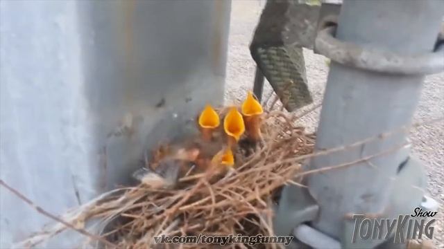 Голодные Птенцы смотреть онлайн