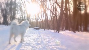 10 Безумных Российских Пород Собак!