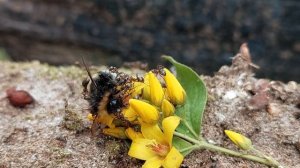 Муравьи ПРОТИВ Шмеля бой на СМЕРТЬ   Ants VS Bumblebee DEATH FIGHT