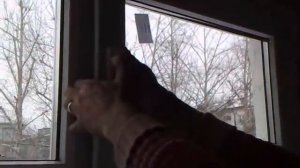 Окна от Вестхауса: профиль ПроВин, фурнитура Форнакс :)