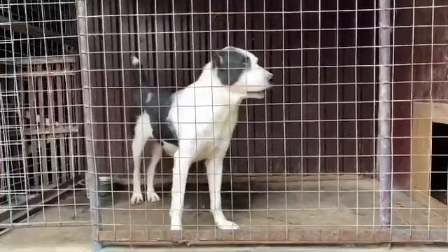 КАРАГЁЗ смотреть онлайн