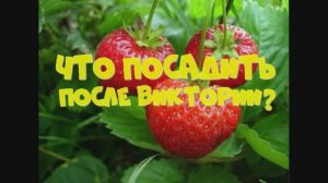 Грядка после клубники.