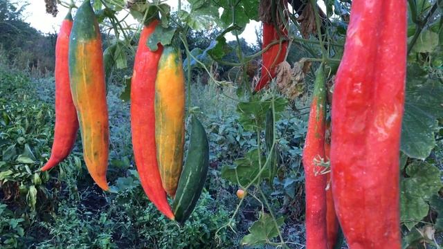 ВЫЛЕЧИТЬ ЯЗВУ ЖЕЛУДКА МОЖНО ТРИХОЗАНТОМ смотреть онлайн