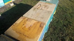 ПЧЕЛЫ ГИБНУТ. ПОТЕРИ ПРОДОЛЖАЮТСЯ.