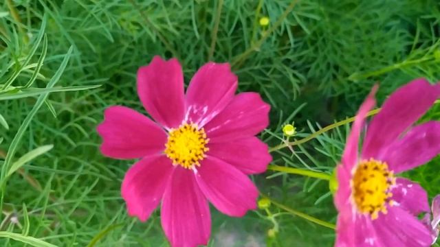 Кровавые цветы 51 серия русская озвучка | Дилан перестала верить Барану смотреть онлайн