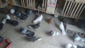 обзор голубятни