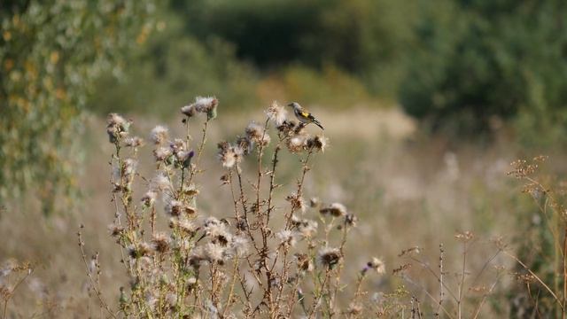 Молодой щегол смотреть онлайн