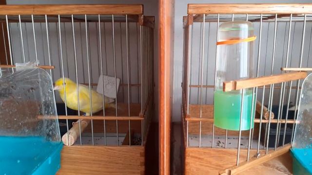 Содержание канареек. И быть и уют смотреть онлайн