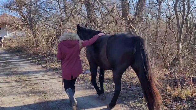 Очень сложно гулять по улицам сразу с двумя лошадьми - балуются! смотреть онлайн
