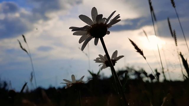 Красота природы 🌿🌱🌾🌼🌿 смотреть онлайн
