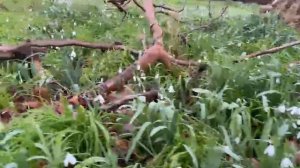 Подснежники