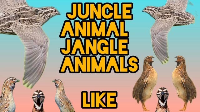 bedana ovozi chinka Batair Quail Quail zòr.               بٹیر چینکہ کی آواز