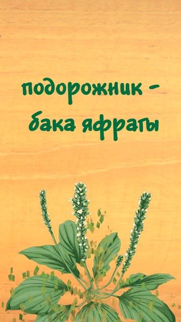 Названия растений на татарском языке. #татарскийязык #растения