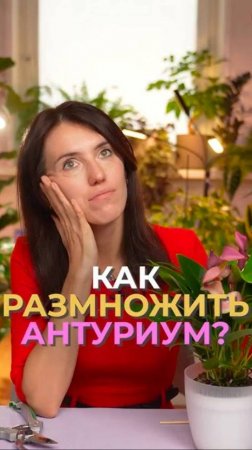 Вот КАК нужно правильно РАЗМНОЖАТЬ антуриум! #растения_#антуриум