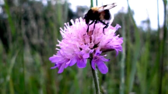 Макросъемка на природе (лето 2012) смотреть онлайн