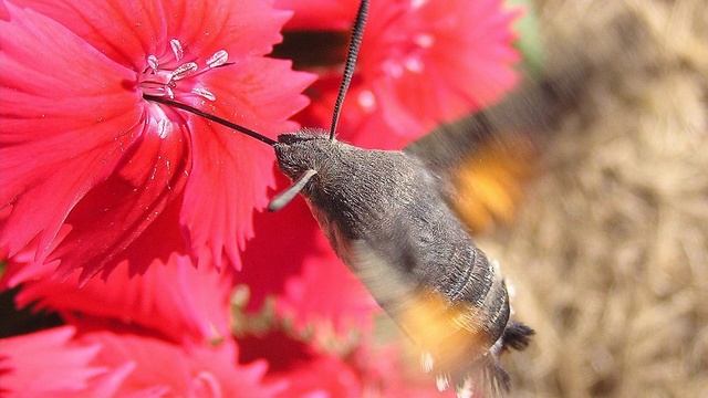 Жива та нежива природа 🐌 Колообіг речовин 🐽 Природознавство 2 клас смотреть онлайн