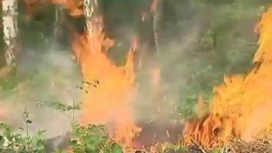 Правила пожарной безопасности в лесу