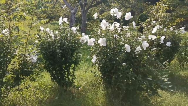 АНАПА ✅ Пляж Высокий берег 🏝️ Парк живой природы "До До" 🐦 смотреть онлайн