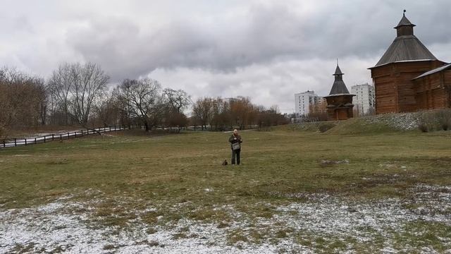 Тренировка сокола