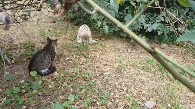 ЖИВАЯ ПРИРОДА! ЗАБАВНЫЕ КОТЯТА!