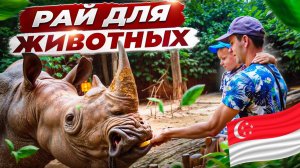 Singapore Zoo: Почему это лучший зоопарк в Мире?