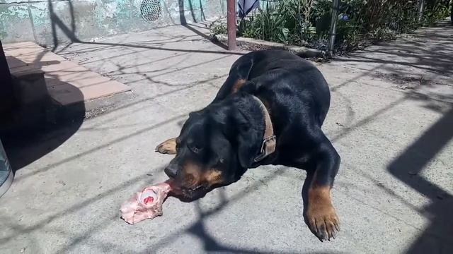 Собака ест косточку. Ротвейлер смотреть онлайн