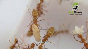 Anoplolepis gracilipes