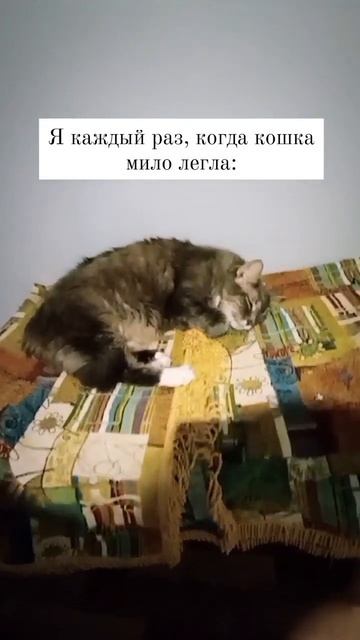 Никогда не перестаем этому умиляться 😽🩷🛌#зоогостиницаспб #отельдлякошек #cattownспб #котики