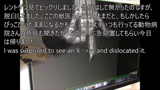 元保護猫キジトラゼロが脱臼し緊急動物病院へ｜悲報 смотреть онлайн