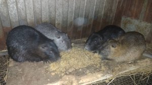 О жадности НУТРИЙ. Почему я стал высыпать кашу на пол, а не давать в тарелках? 24.01.25