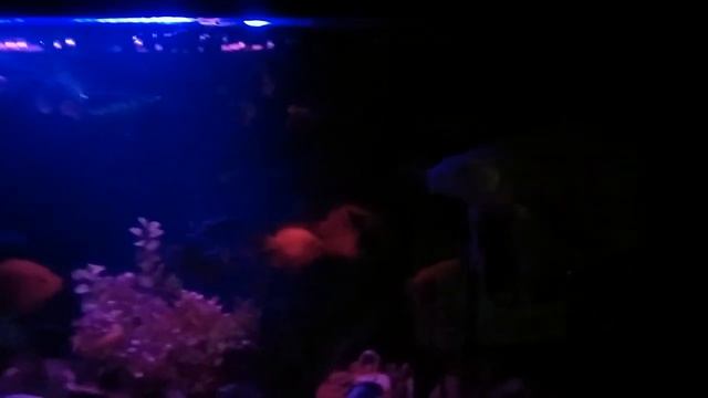 Карп кои вуалевый в цихлиднике смотреть онлайн