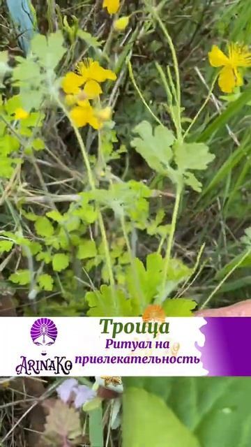 Троица. Ритуал на привлекательность