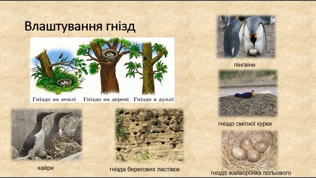 Біологія. Тварини. Птахи. Розмноження та розвиток, Міграція. Перелітні(кочуючі) та осілі птахи.