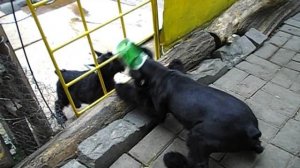 После купировки. Роман-Кош Ирика и Колумбия